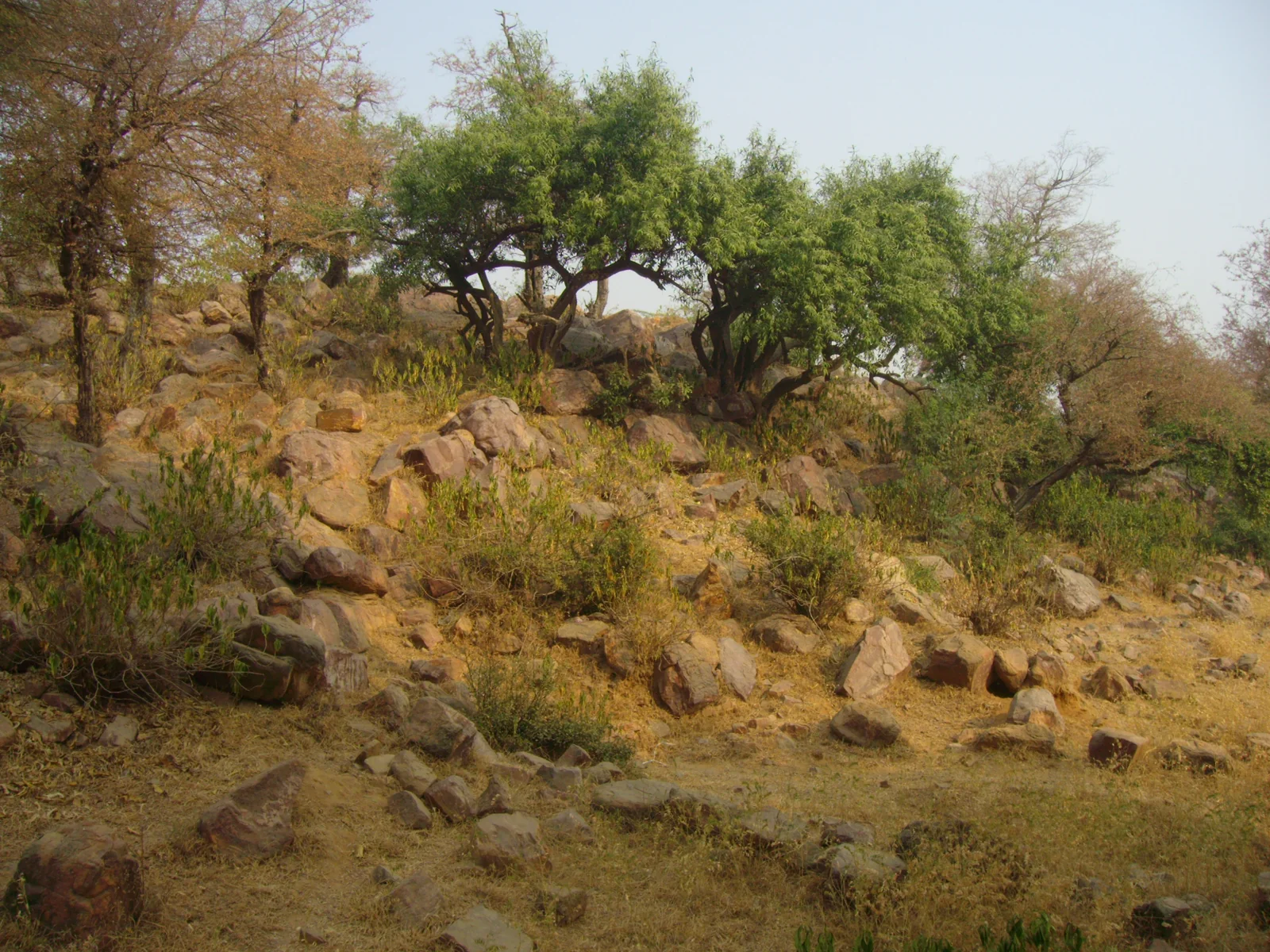 Govardhana Hill in Vraja